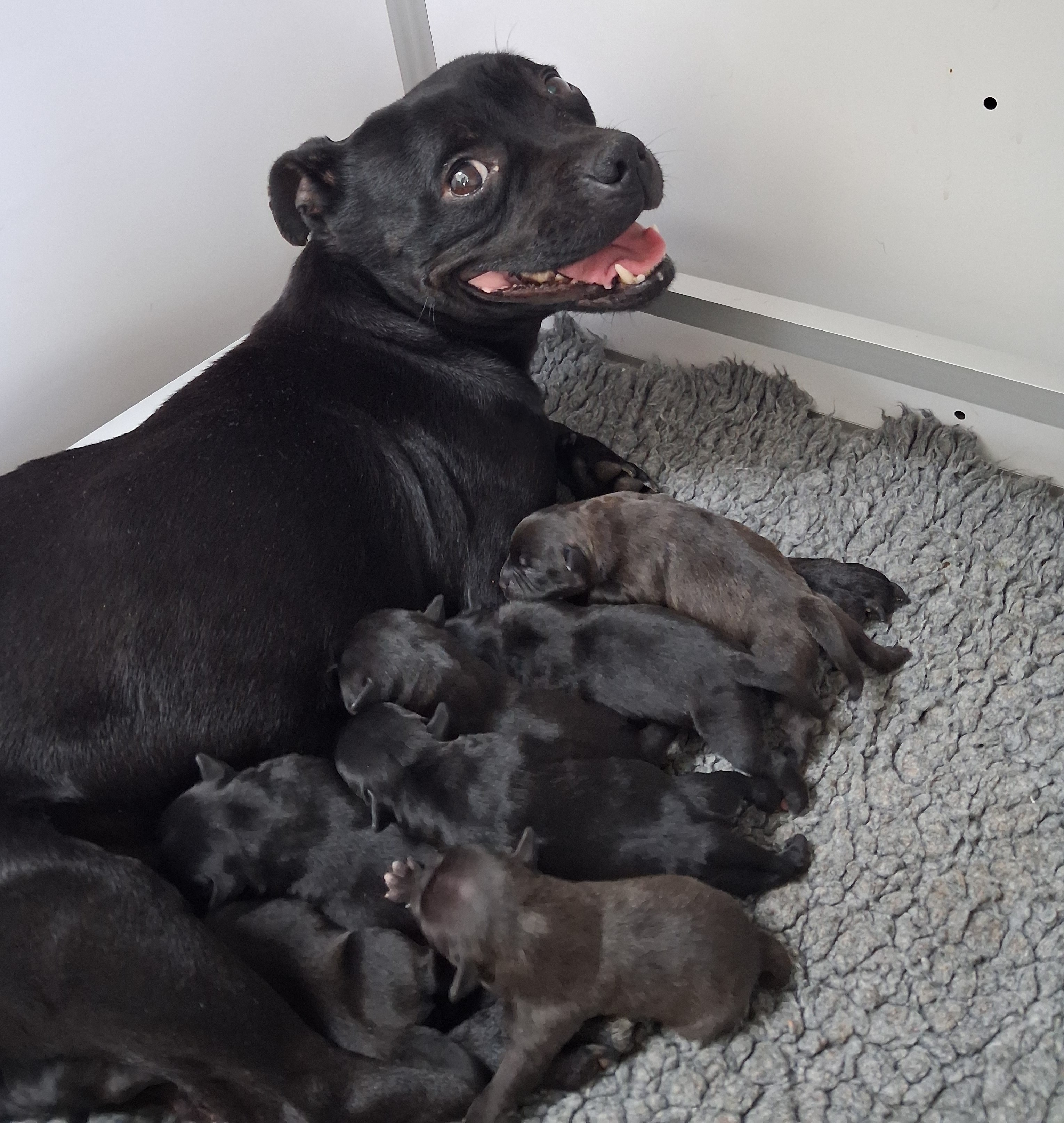 Chiots Staffordshire Bull terrier